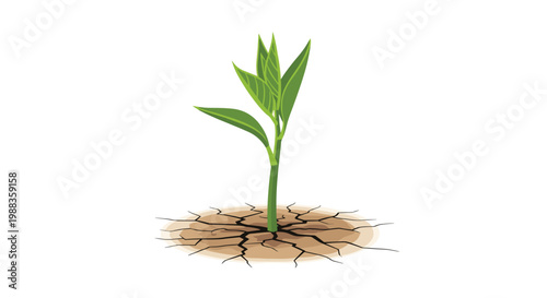 A tall and healthy green plant with multiple leaves grows vigorously from a dark radial crack in the center of parched brown soil on white background.