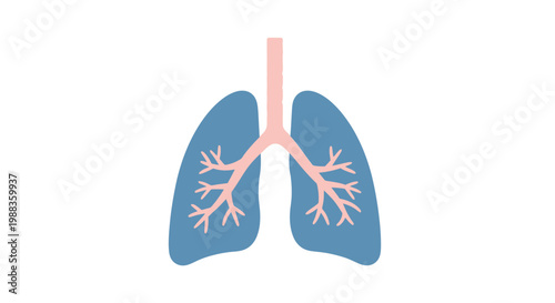 Anatomical illustration of human lungs in simplified graphic design on white background