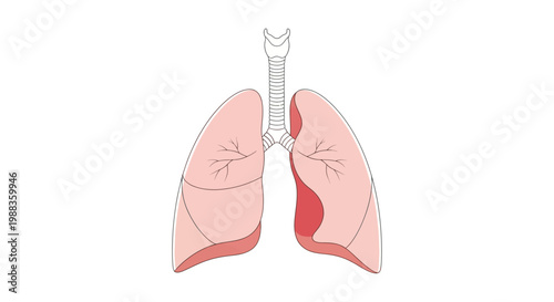 Anatomical illustration of human lungs with trachea, graphic representation in color