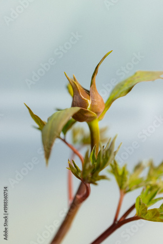 Foto Peony bud developing new leaves in spring