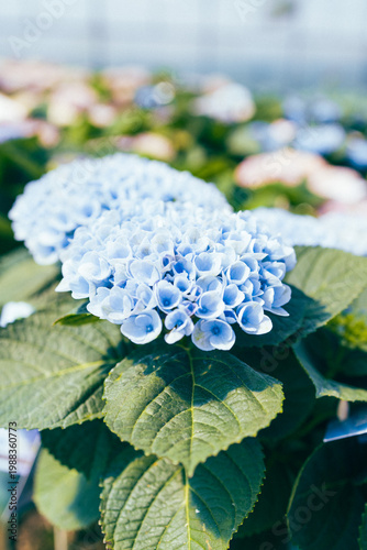Obraz na plátně Blue hydrangea flowers blooming in a natural spring garden setting