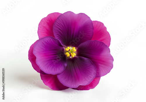 Closeup of a vibrant purple flower with yellow center on white background.