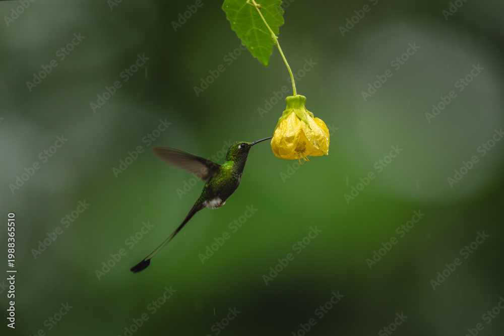 Fototapeta premium Male white-booted racket-tail hovers by yellow flower