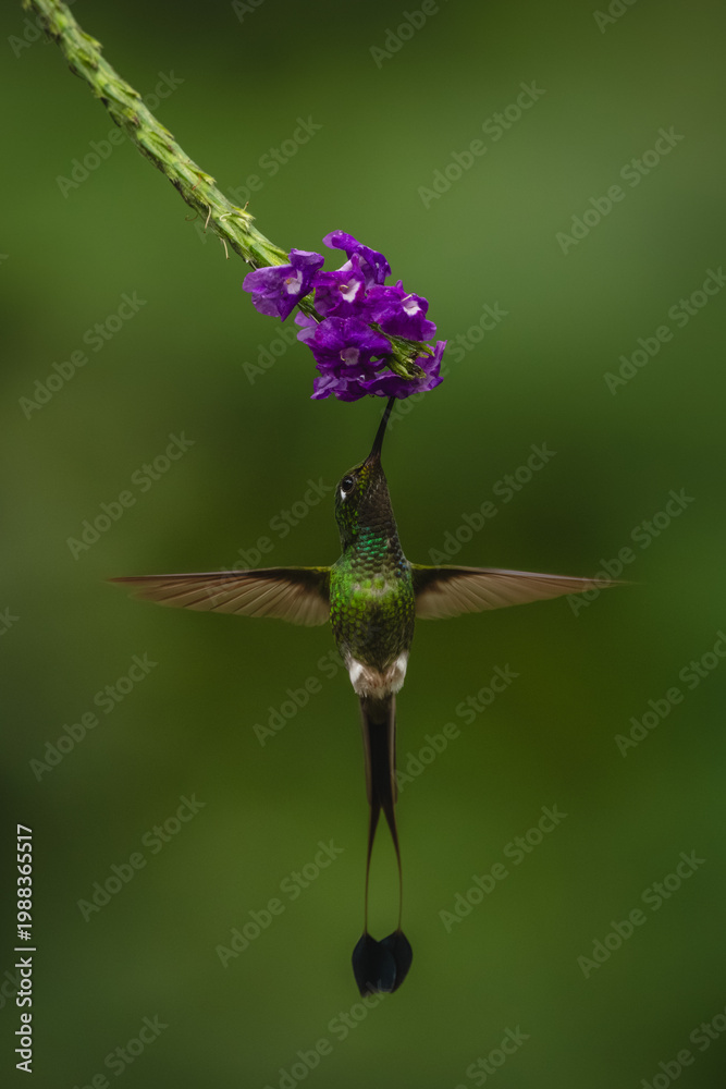 Fototapeta premium Male white-booted racket-tail hovers drinking from flower