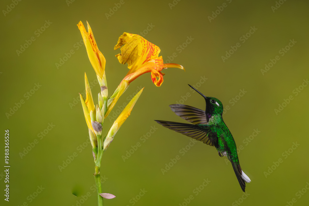 Obraz premium Male purple-bibbed whitetip hovers near canna lily