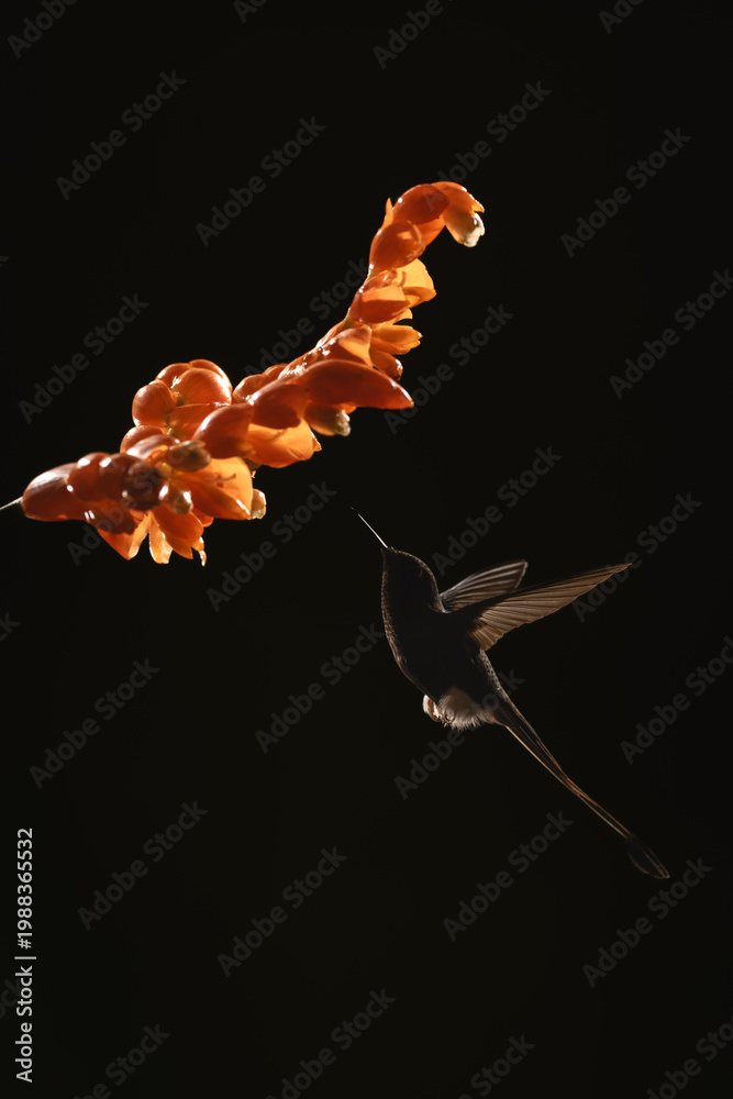 Fototapeta premium Male white-booted racket-tail flies silhouetted towards flower