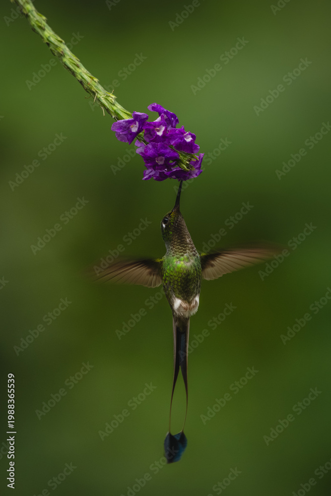 Fototapeta premium Male white-booted racket-tail hovers feeding from flower