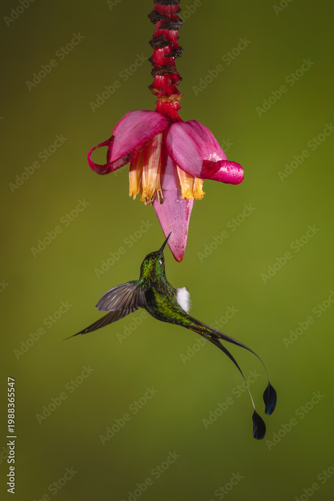 Fototapeta premium Male white-booted racket-tail hovers near banana flower