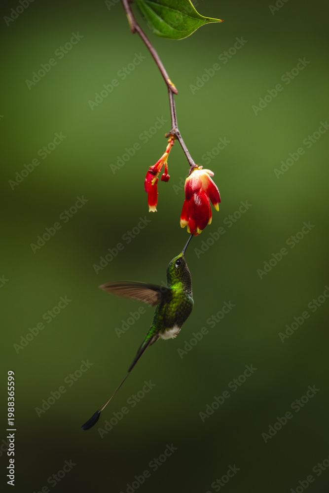 Fototapeta premium Male white-booted racket-tail hovers under flower feeding