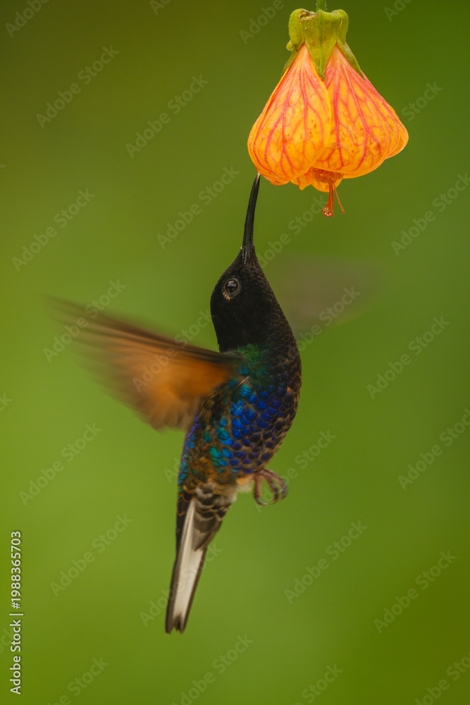 Fototapeta premium Velvet-purple coronet hovers drinking under orange-pink flower
