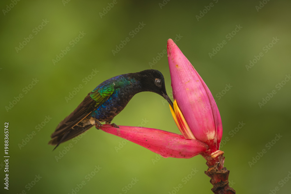 Fototapeta premium Velvet-purple coronet perches drinking from banana flower