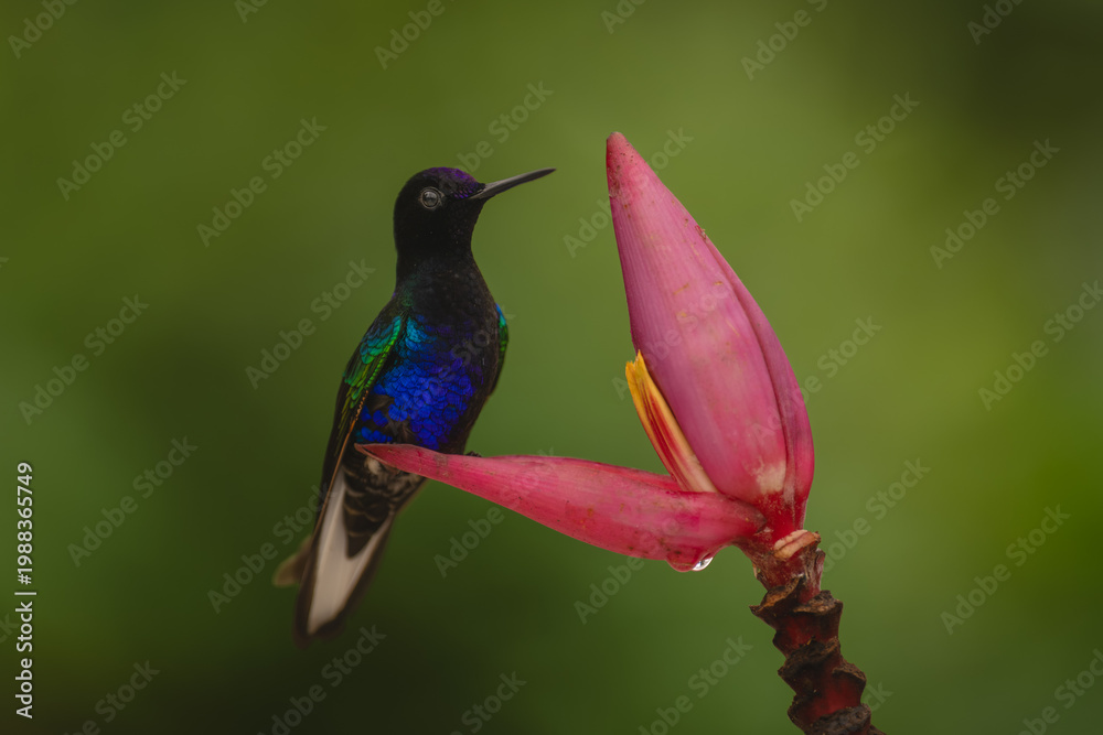 Fototapeta premium Velvet-purple coronet watches camera on banana flower