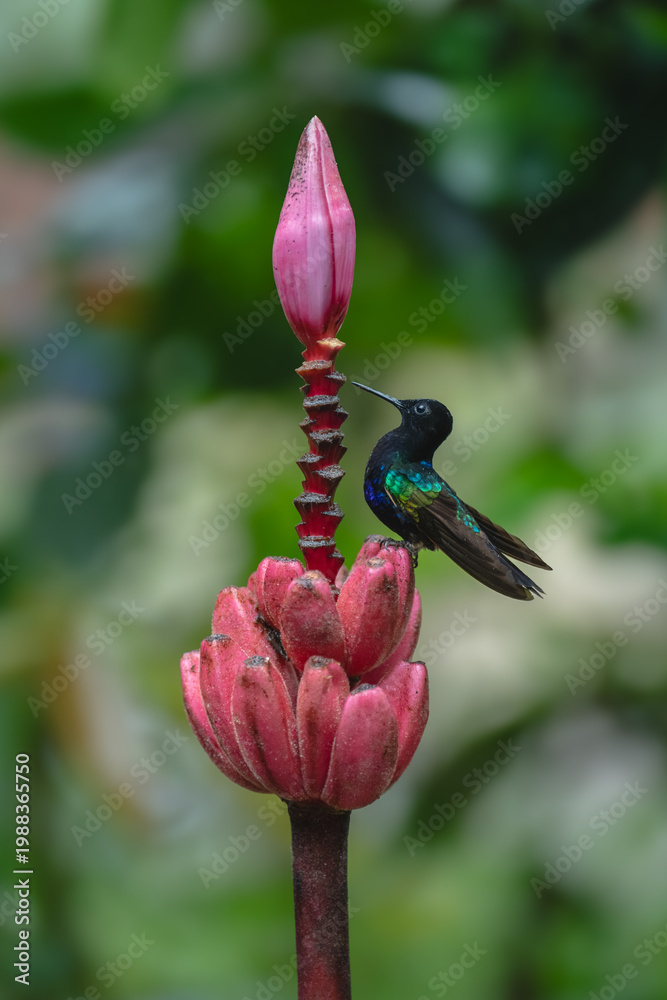 Fototapeta premium Velvet-purple coronet in profile on banana flower