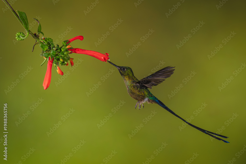 Naklejka premium Violet-tailed sylph hovers drinking from Cape fuchsia