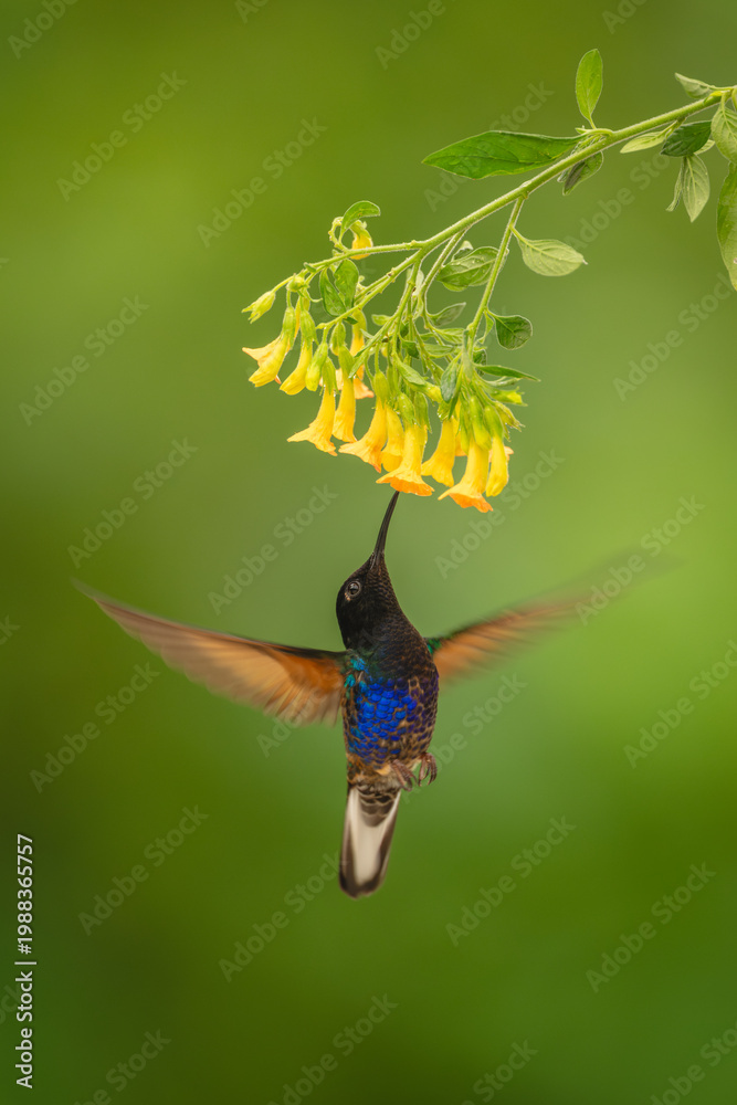 Naklejka premium Velvet-purple coronet hovers drinking under yellow flowers