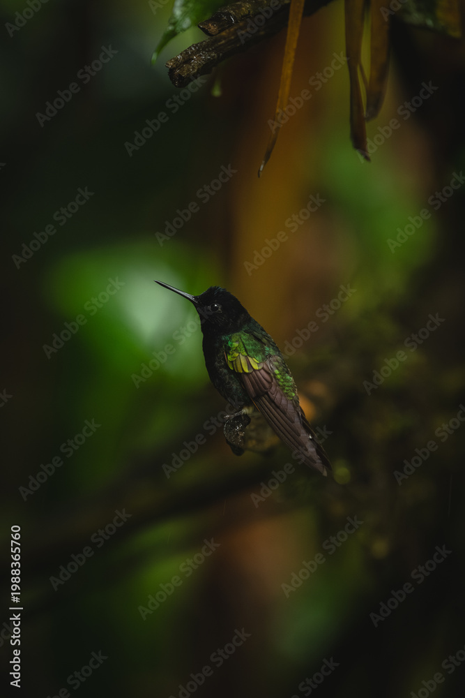 Fototapeta premium Velvet-purple coronet in profile on shady perch
