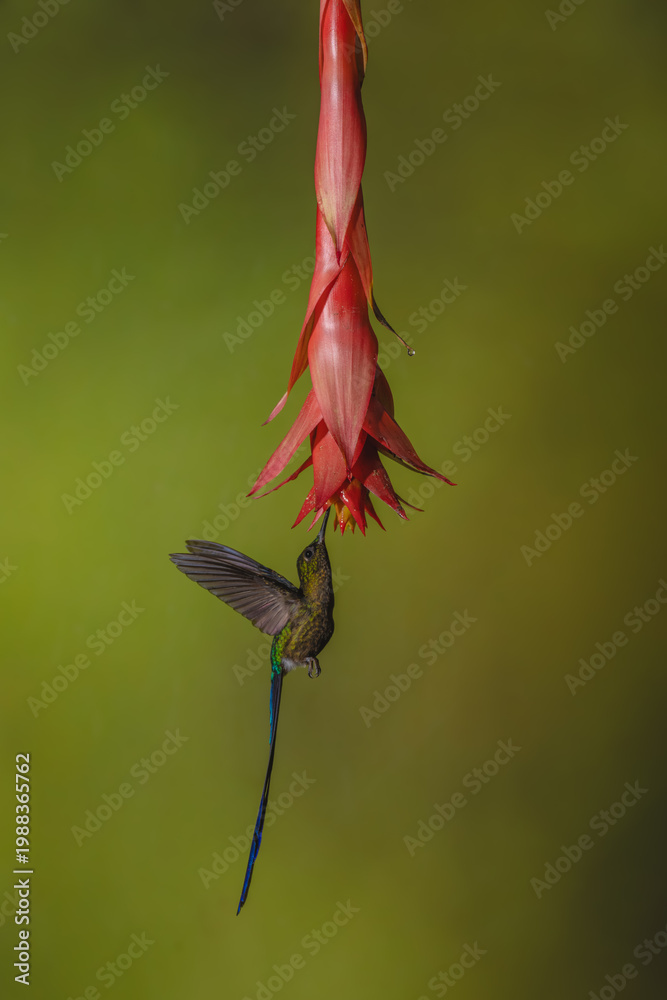Fototapeta premium Violet-tailed sylph hovers drinking from red flower