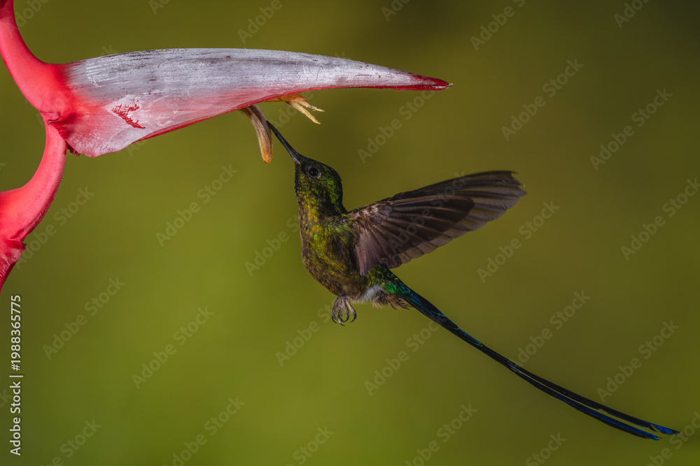 Fototapeta premium Violet-tailed sylph drinks hovering under heliconia flower
