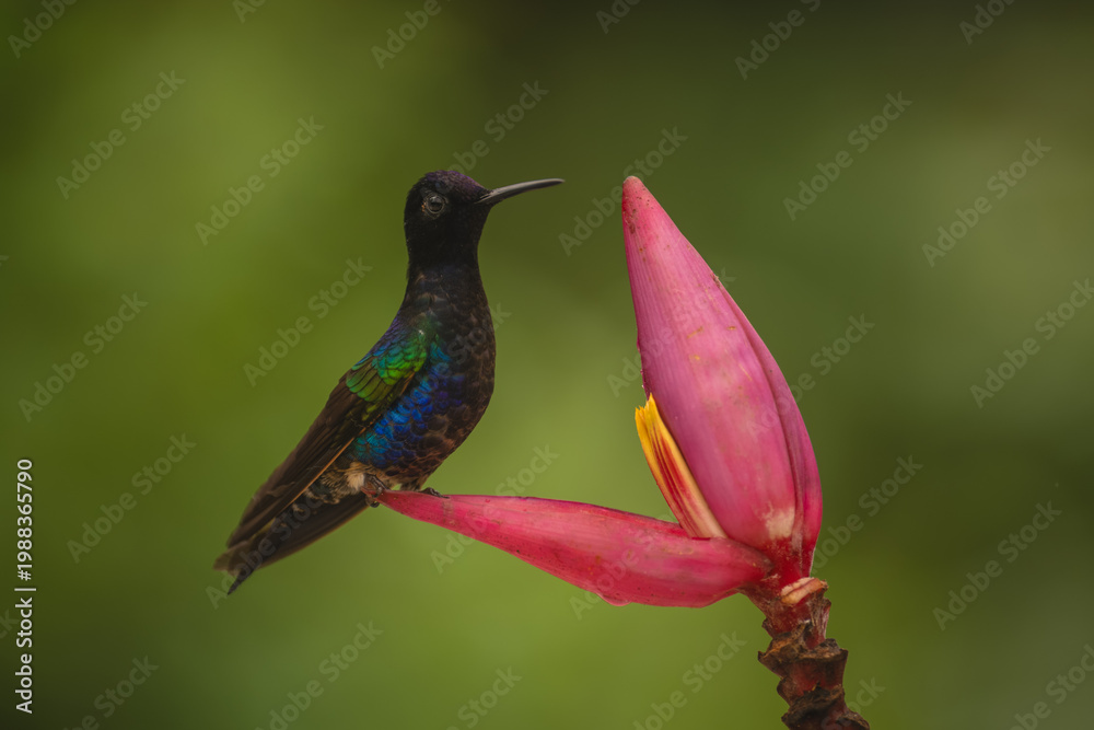 Fototapeta premium Velvet-purple coronet watches camera from banana flower