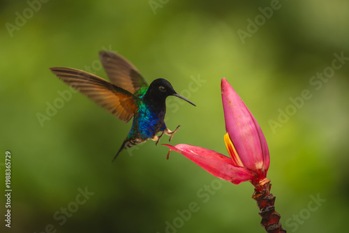 Velvet-purple coronet lands on banana flower petal
