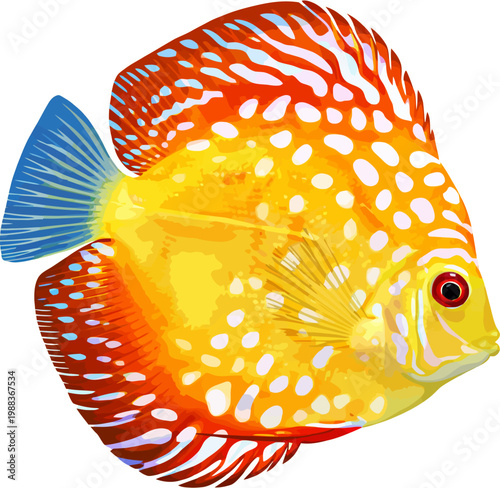 discus fish vetor, colorful fish isolated on white