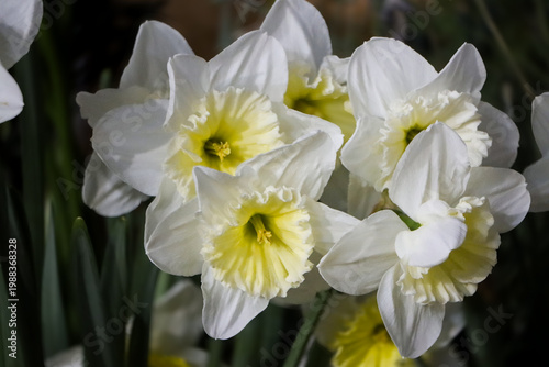 Soft Focus White Daffodils Close Up with Blurred Background, Minimal Spring Aesthetic