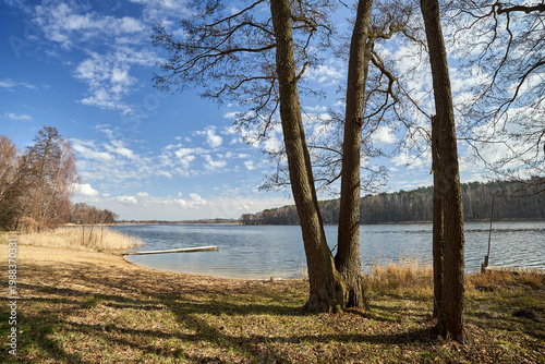 Fotografie trees and reeds on the shore of a lake and a mixed forest in spring