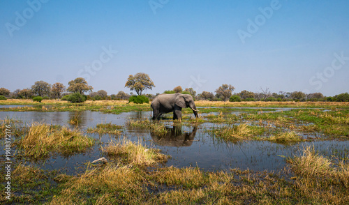 Bild auf Leinwand Elephant in the Water in Moremi Game Reserve - Botswana