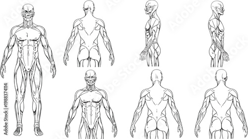 Hand drawn vector line art collection of human male muscular system featuring front back and side views for medical education fitness and anatomical study.