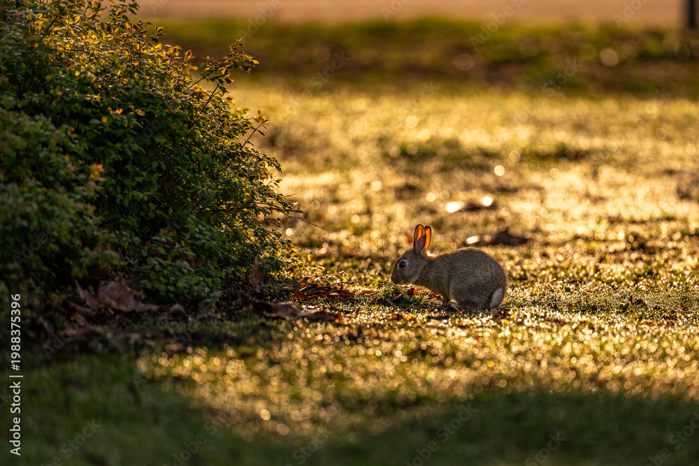 Obraz premium A baby rabbit eating gras in a lawn in Germany