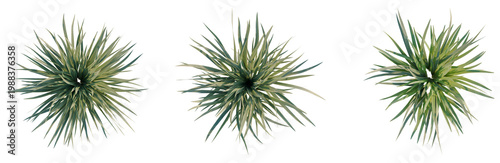 Photography Acorus calamus little tree plan, top view, cutout, transparent background, isolate, Close-up of a vibrant green aloe vera plant with water droplets, showcasing natural beauty and health