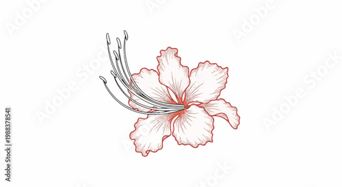 Delicate drawing of a blooming pink flower with long stamens on white background