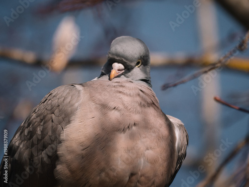 Pigeon perched on a branch looking towards the camera in a clear blue sky