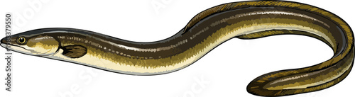 Anguilla rostrata illustration