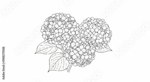 Delicate line drawing of two clustered hydrangea blooms with leaves