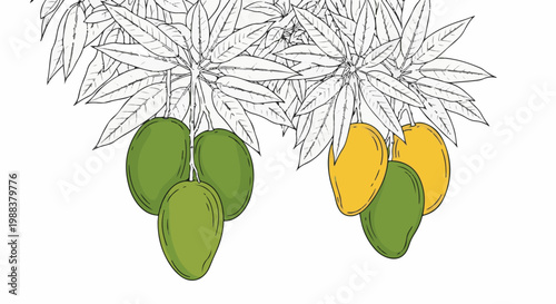 Hand-drawn illustration of ripe and unripe mangoes hanging from a tree branch