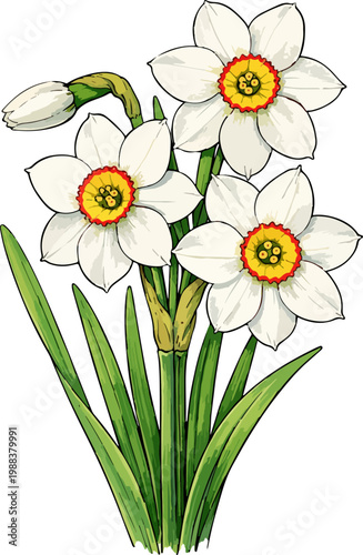 Narcissus poeticus illustration