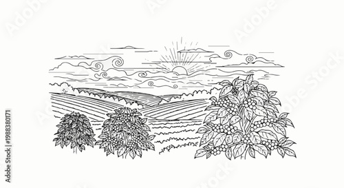 Sunrise over a picturesque coffee plantation with rolling hills and clouds