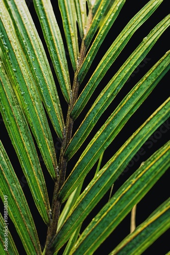 Image of individual leaf spreading of the Nikau palm