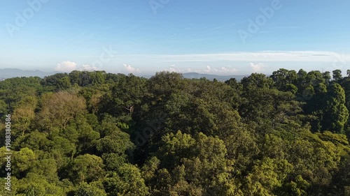 Aerial view of dense tropical rainforest canopy under clear blue sky, showcasing rich green textures and natural ecosystem in a serene environment.