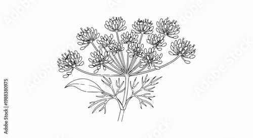 Delicate line art illustration of a blooming dill flower head with feathery leaves