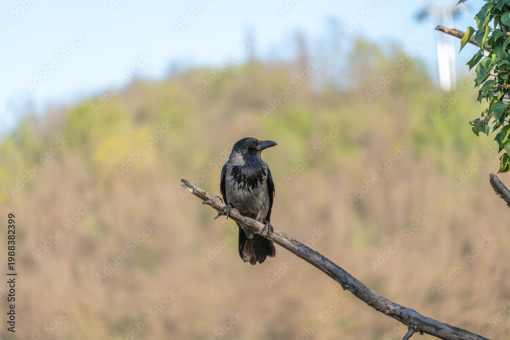 Naklejka premium Dark bird perches calmly on slender branch. Soft background blends green and brown tones. Natural light highlights bird's feathers. Sits alone, quiet, in wild setting. Ideal for nature, wildlife Black