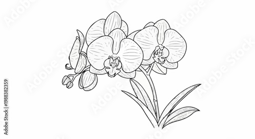 Delicate black and white illustration of a flowering orchid plant with buds