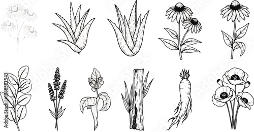 Set of hand drawn medicinal herbs and plants collection black and white botanical illustration for herbal medicine design.