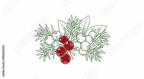 Hand-drawn cluster of juniper berries with needles and leaves
