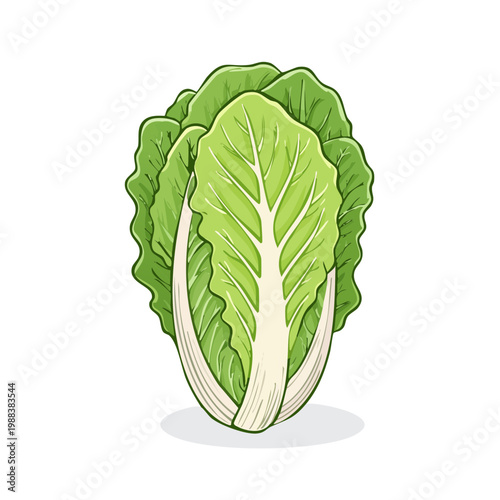 Fresh green Napa cabbage vegetable illustration isolated on white background