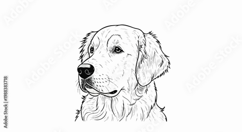 Black and white sketch of a golden retriever's head, looking left