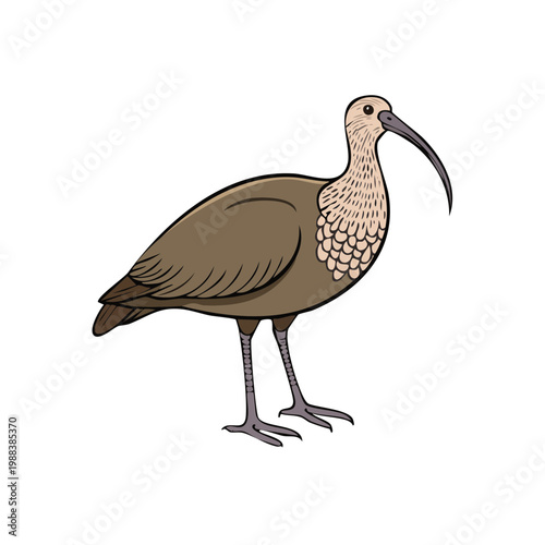 Brown ibis bird with long curved beak standing on thin legs