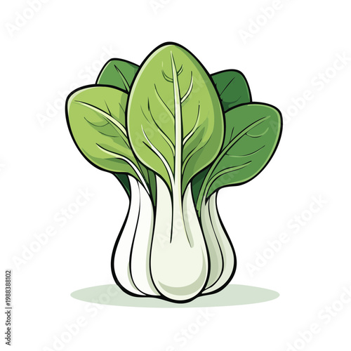 Illustration of a fresh bok choy vegetable with vibrant green leaves and white stalks