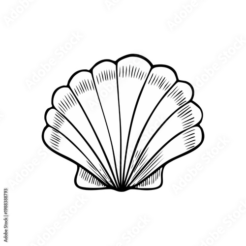 Vintage Line Art Illustration of a Detailed Scallop Seashell with Radial Ribbing